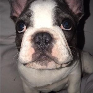 Meet your Posher, Joao